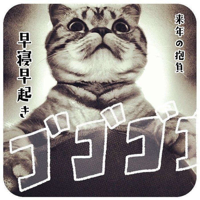 @tacos_cat