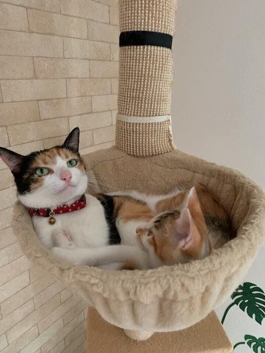 仲よく使う三毛猫姉妹