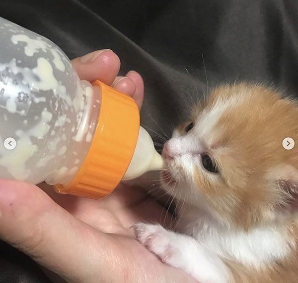 のぶおちゃん