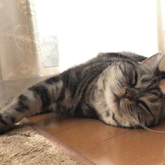床で眠る猫(アメリカンショートヘア、メス)