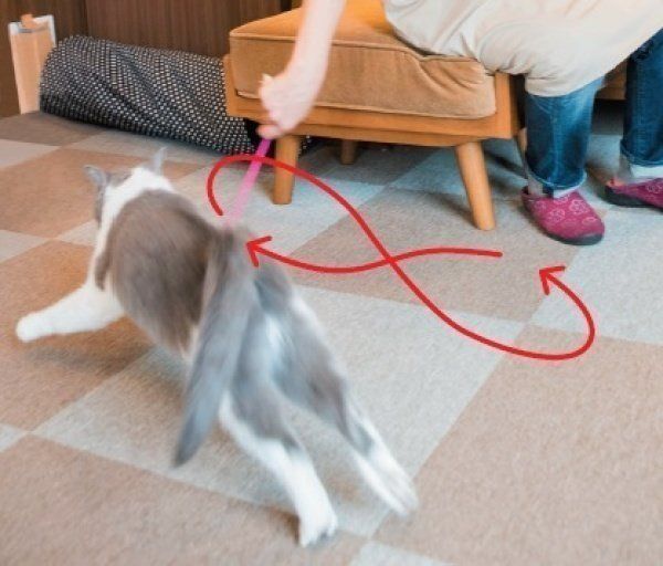 猫は秋に活発になる?