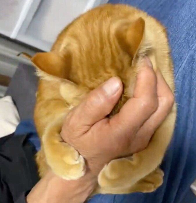 手のひらに顔を突っ込むつぶちゃん