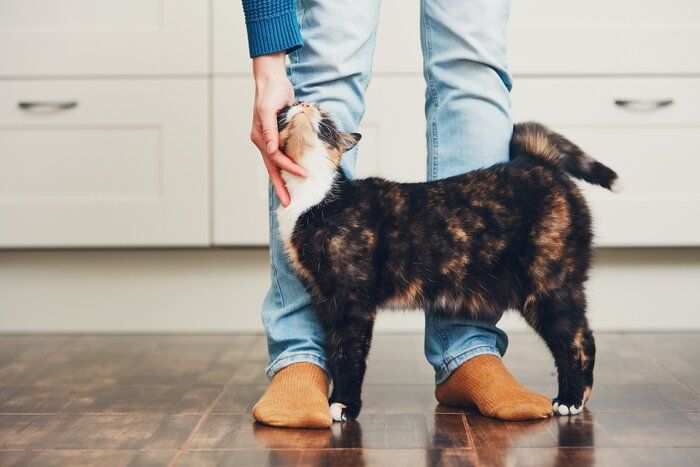 画像/iStock、Getty Images Plus