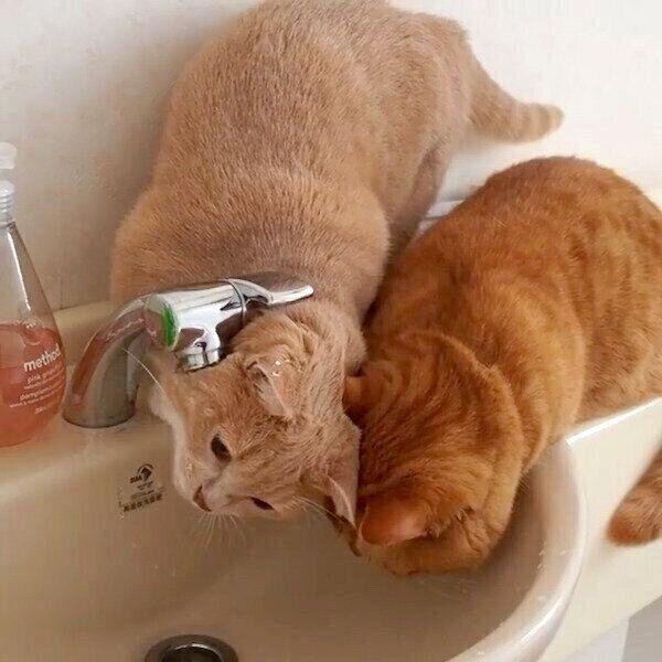 水道水が飲みたくても飲めないココちゃんとネネちゃん