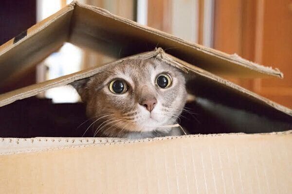 ダンボールの中に入る猫