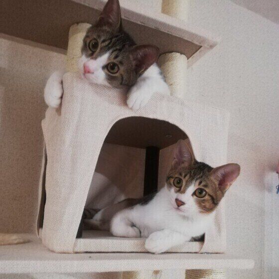 お気に入りのキャットタワーに乗るキジトラ