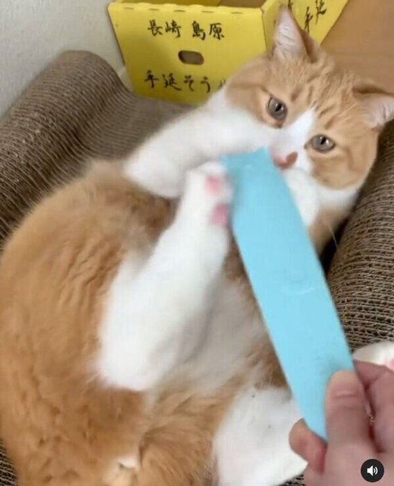 ブラシをブロックするさんてくん