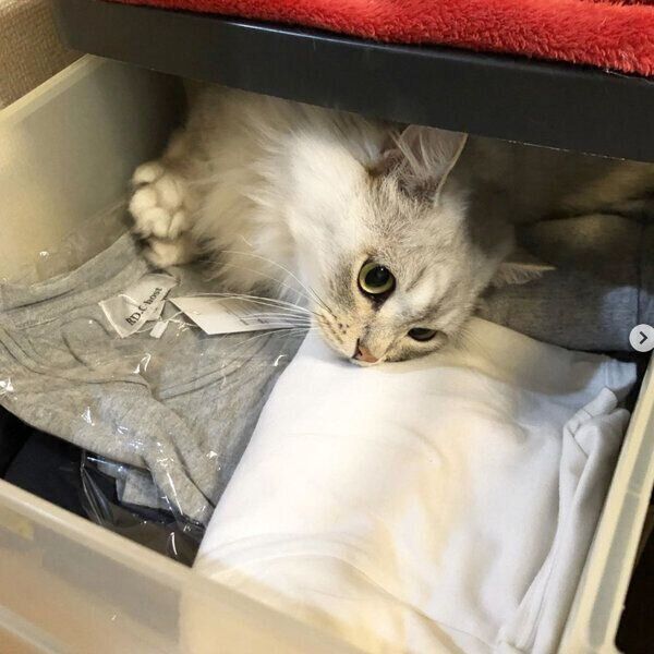 タンスの中でくつろぐぷる造くん