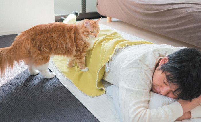 憧れの“のせ場所”は背中!愛猫をのせるコツとは?