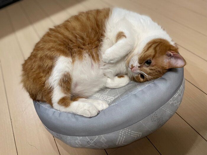 頑張って収まろうとするむぎくん