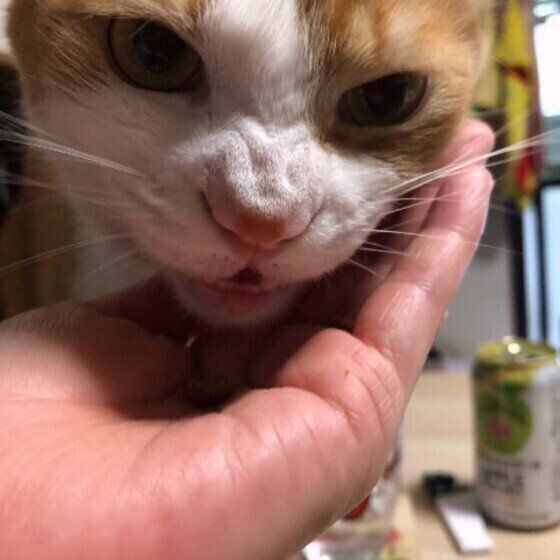 おやつを食べる猫(MIX、オス)