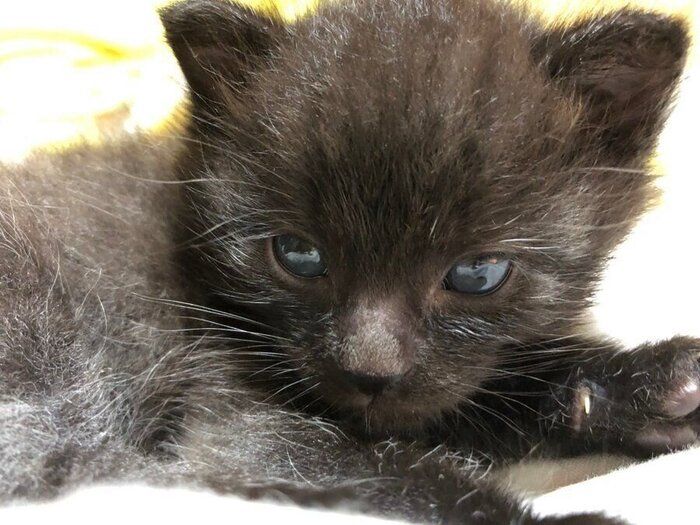 お迎えしたころの水無月くん