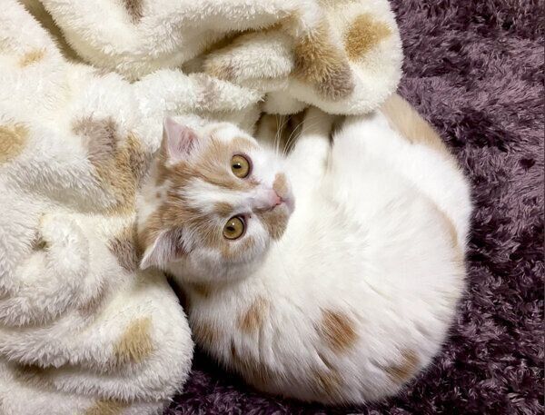 飼い主さんの部屋着パーカーの柄にそっくりなホイちゃん