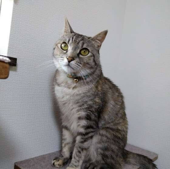座る猫