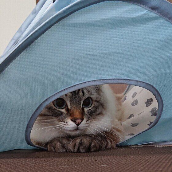 隠れる猫