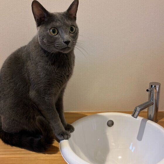 ロシアンブルーのグレアくん