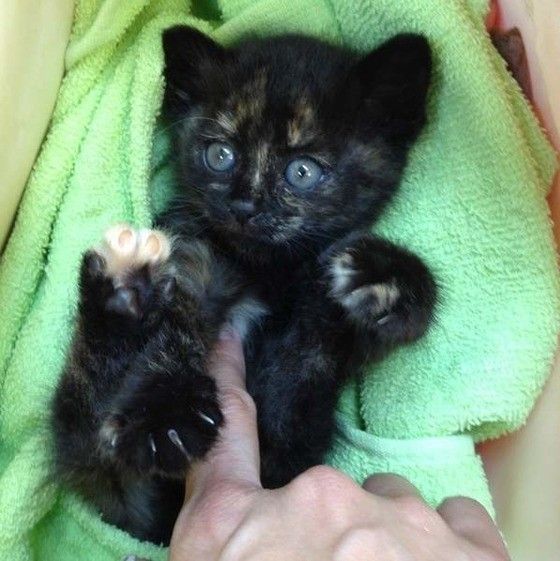 1匹でウロウロしていたところを保護されたサビ猫の花子ちゃん