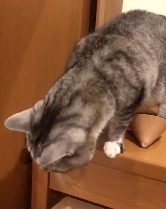 落とした加湿器を見つめるサバ身ちゃん