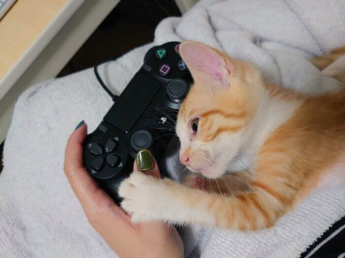 飼い主さんの手元にくっつく直虎ちゃん