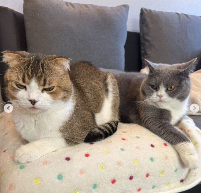 スコティッシュフォールドとブリティッシュショートヘア