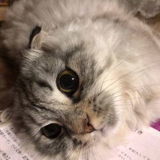 勉強の邪魔をするスコティッシュフォールド