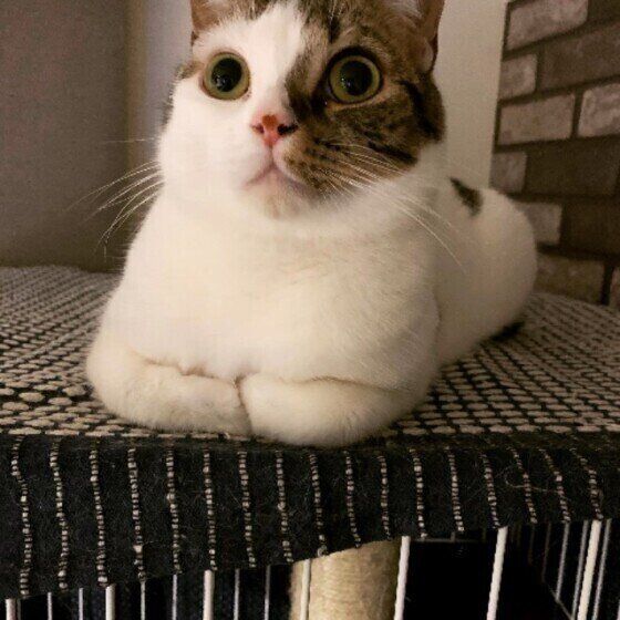 見つめるスコティッシュフォールド