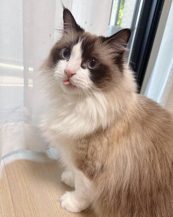 舌を出すルルくん