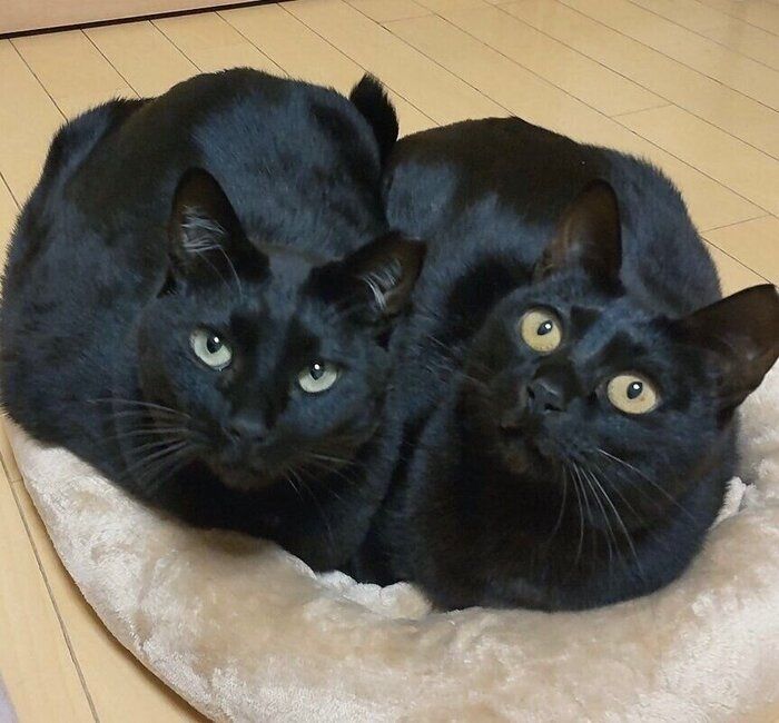 小さなベッドでも一緒にくつろぐ、おマサちゃん、おフクちゃん。