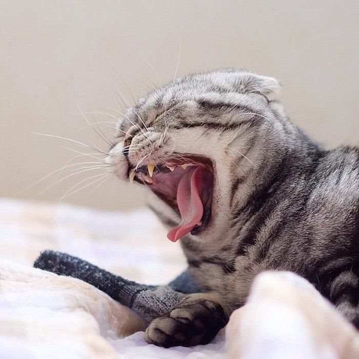 @tacos_cat