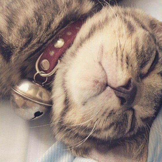 眠る猫