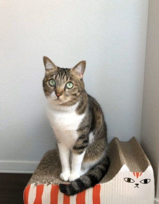 見つめるやっちゃん