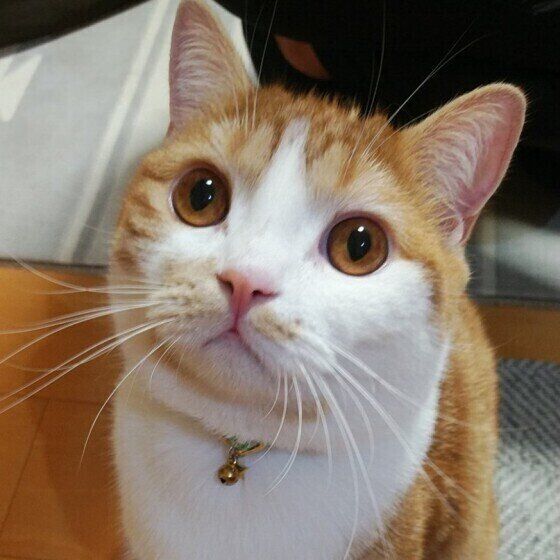 心臓マッサージ並みだった あの手この手を使って飼い主を起こす猫の行動に笑うしかない ねこのきもちweb Magazine