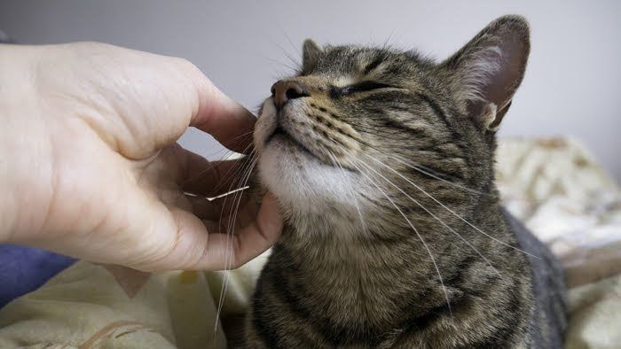 ねこ撫でられる