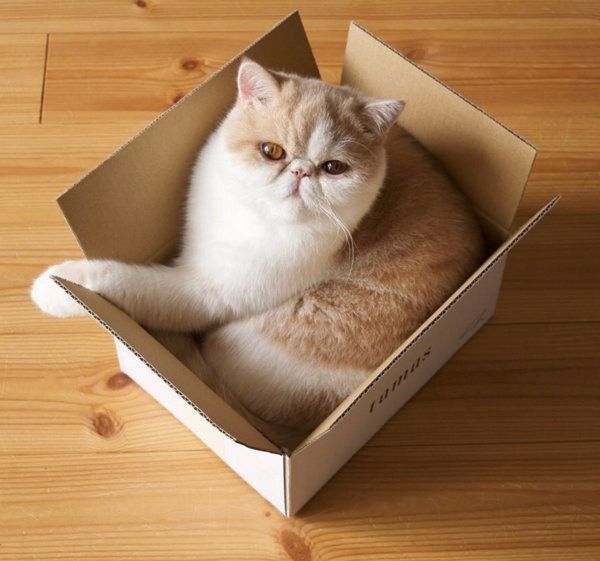 箱に入るエキゾチックショートヘア