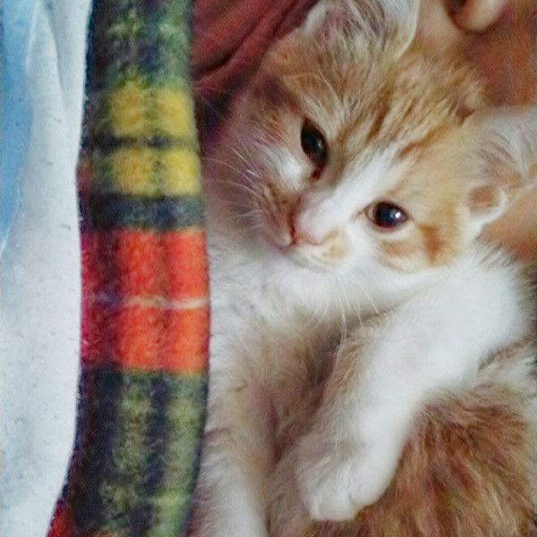 見つめる猫
