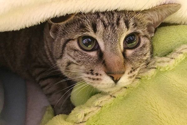 見つめる猫