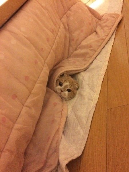こたつから顔だけ出す猫