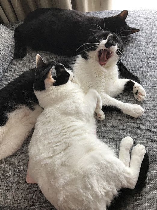 一体どこへ!?消えたMacの謎と猫