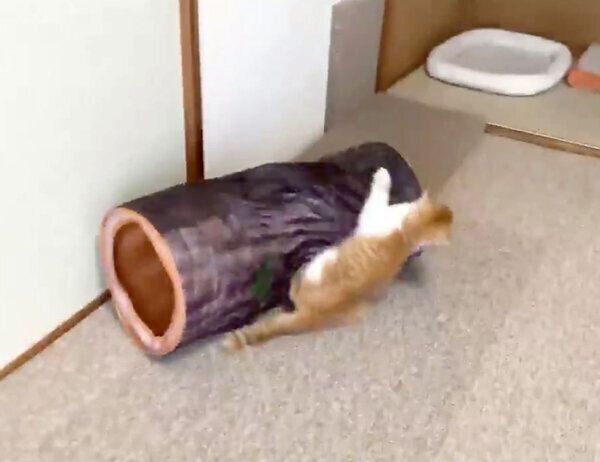 丸太トンネルにしがみつく猫ちゃん