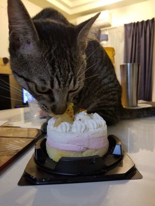 猫用ケーキを食べる吉之助くん