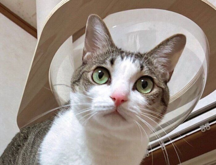 瞳が鮮やかな緑色になった琥珀くん