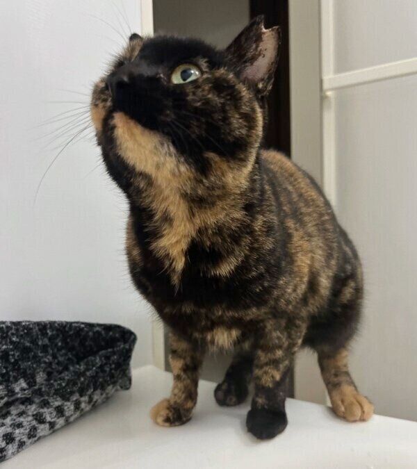 足を少しプルプルさせていたくるみちゃん