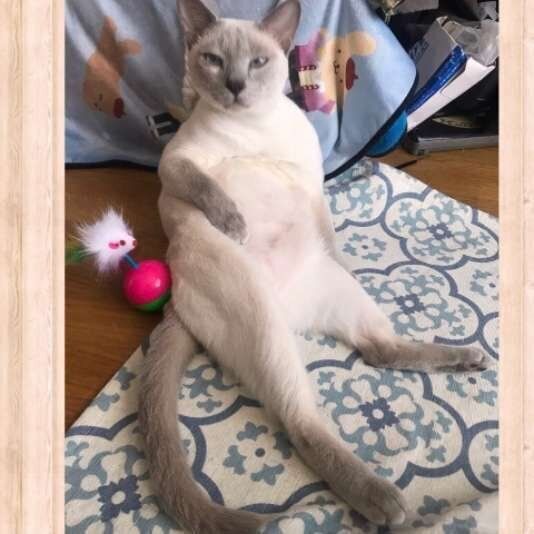 スコ座りする猫(トンキニーズ、オス)
