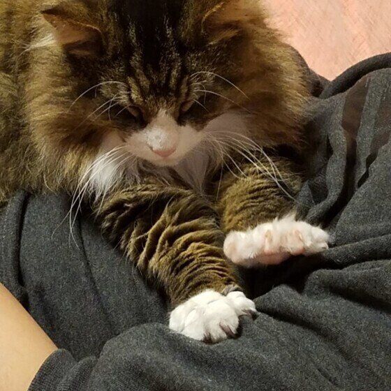 フミフミするノルウェージャンフォレストキャット
