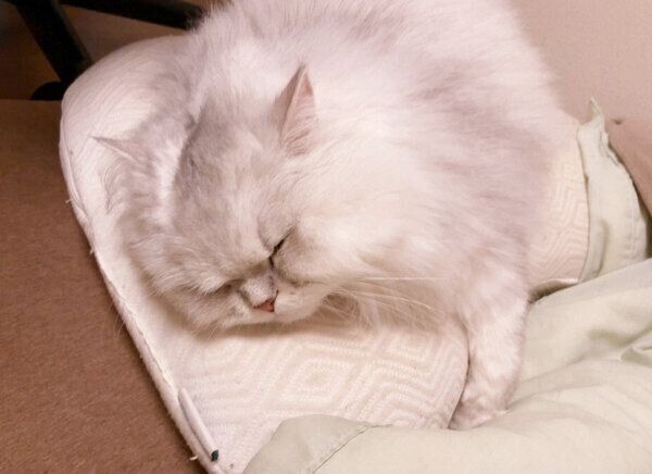 眠るシャルルちゃん