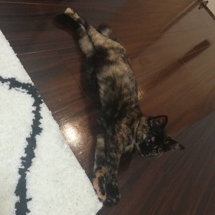 子猫時代の小梅ちゃん