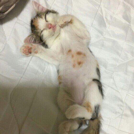 ヘソ天する猫
