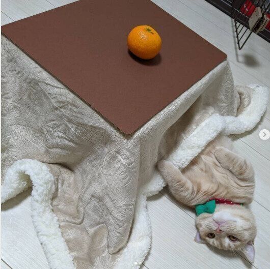 猫用こたつでくつろぐマンチカンのぺろたんちゃん