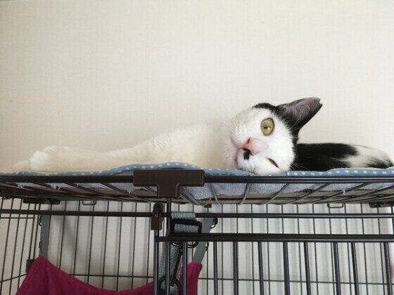 見つめる猫