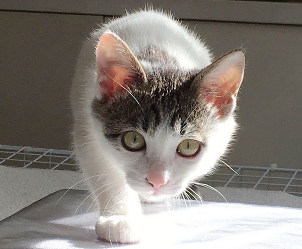 見つめる猫